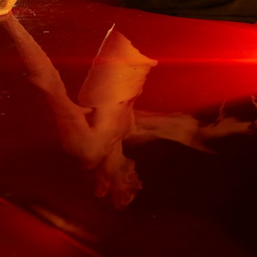 Cirque Bangbang Cirque Bangbang