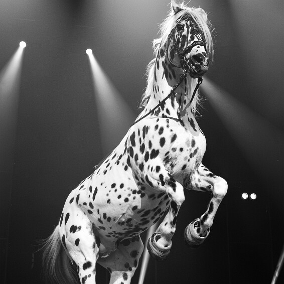 2026-04-18-152802-cabaret-2 null