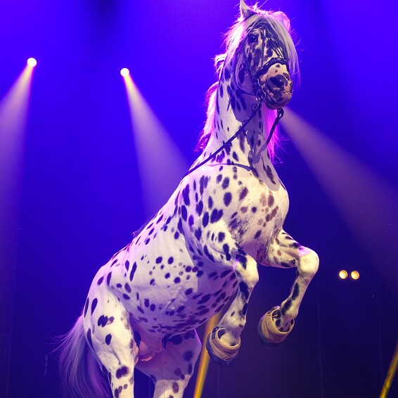 2026-04-18-152802-cabaret null