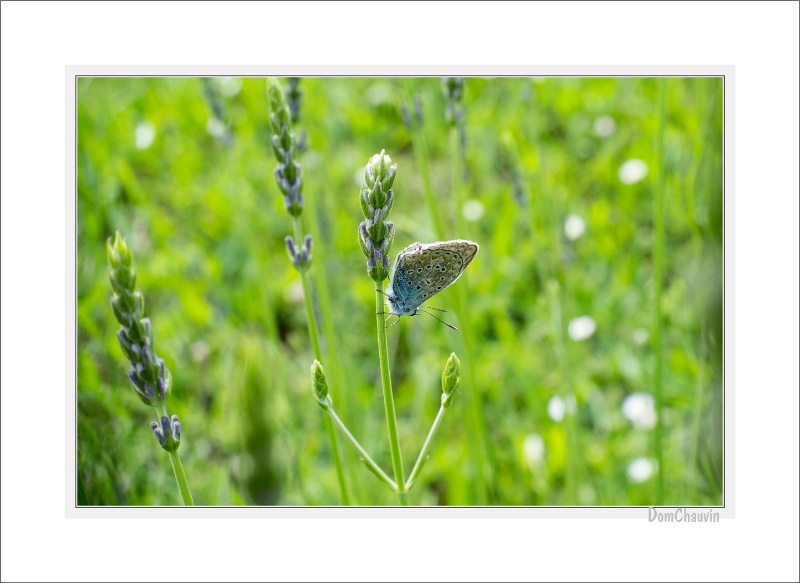 2012-06-03-162446-jardin-OK GF