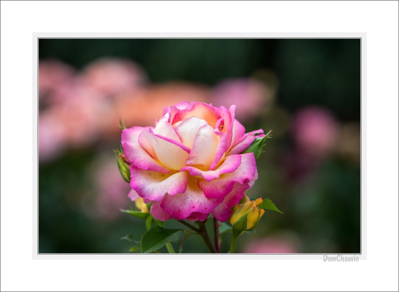 2012-06-28-193732-jardin GF