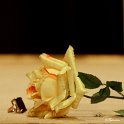 2011-12-09-uvol-belle-OK-1-2