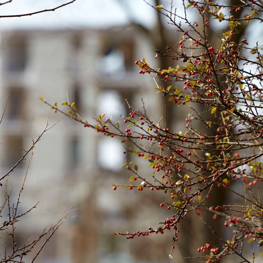 2010-03-croix-petit-origcc (78)