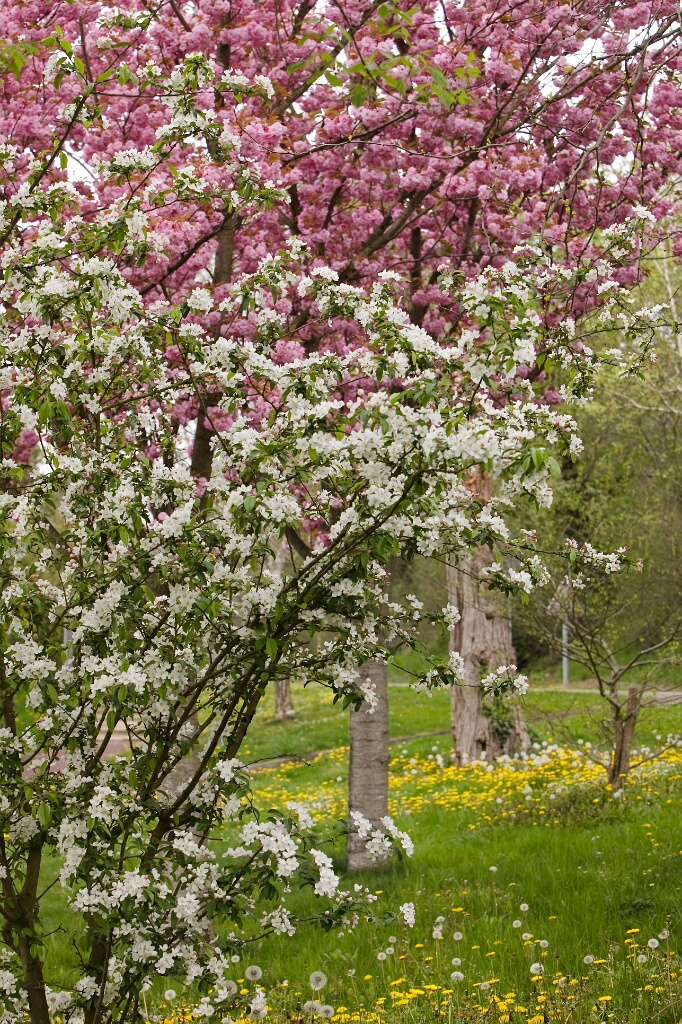 2009-04-pref-OK (13)