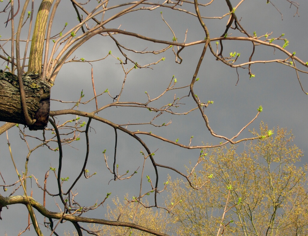 2009-04-pref-OK (16)