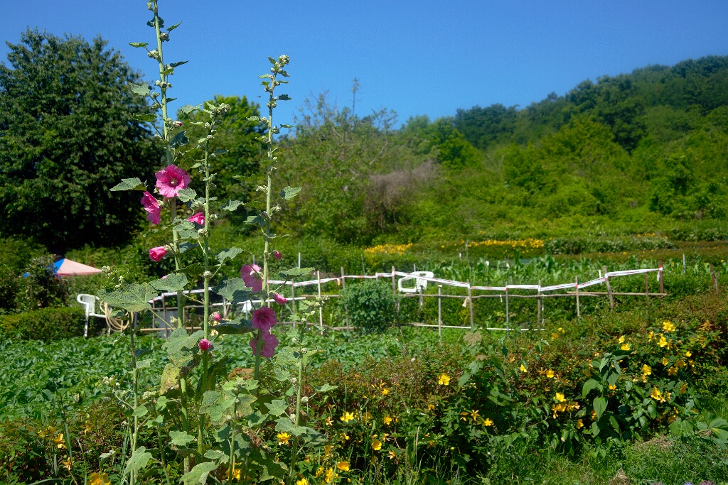 2009-06-27-jardin-OK (18)