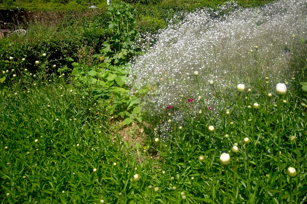 2009-06-27-jardin-OK (20)