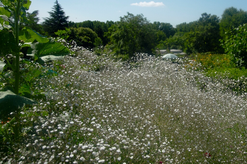 2009-06-27-jardin-OK (23)