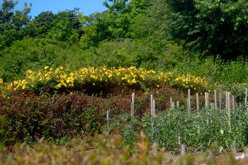 2009-06-27-jardin-OK (28)