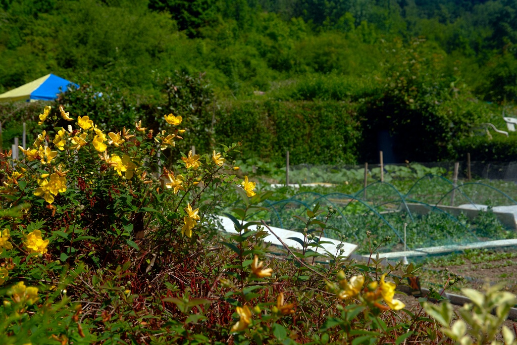 2009-06-27-jardin-OK (29)