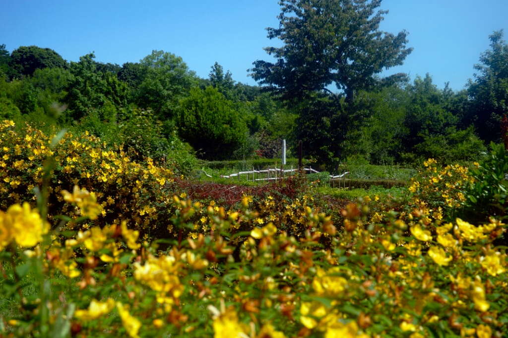 2009-06-27-jardin-OK (30)