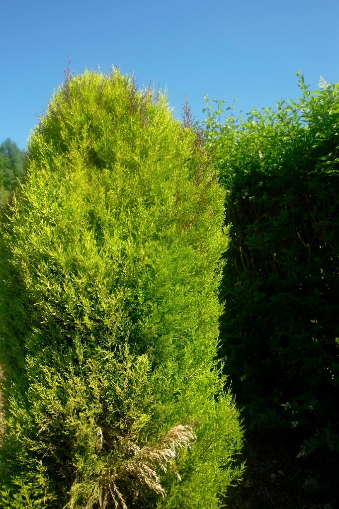 2009-06-27-jardin-OK (9)