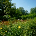 2009-06-27-jardin-OK (11)