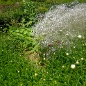 2009-06-27-jardin-OK (20)