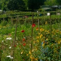 2009-06-27-jardin-OK (25)