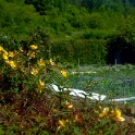 2009-06-27-jardin-OK (29)