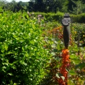 2009-06-27-jardin-OK (6)