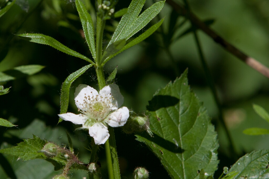 2011-05-09-135905-cote-carriers-OK