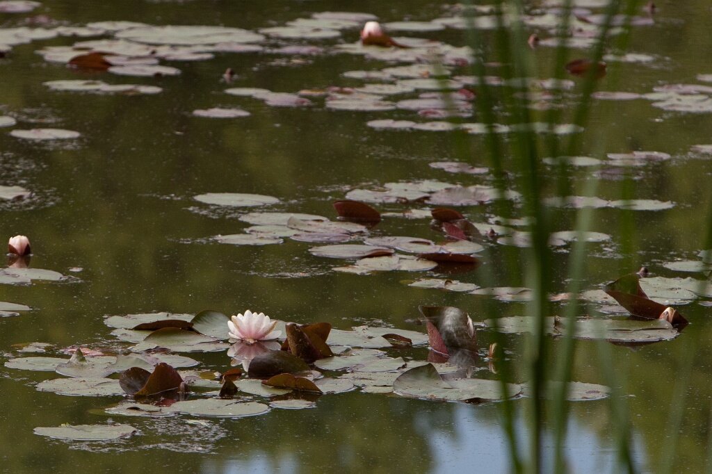 2011-05-09-155821-cote-carriers-OK