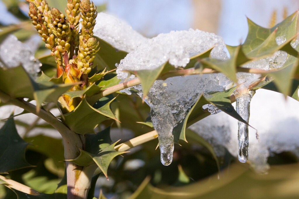 2009-01-neige-OK (2)