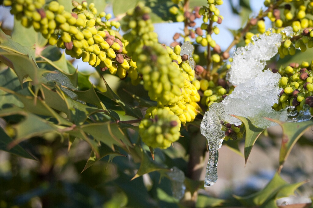 2009-01-neige-OK (4)