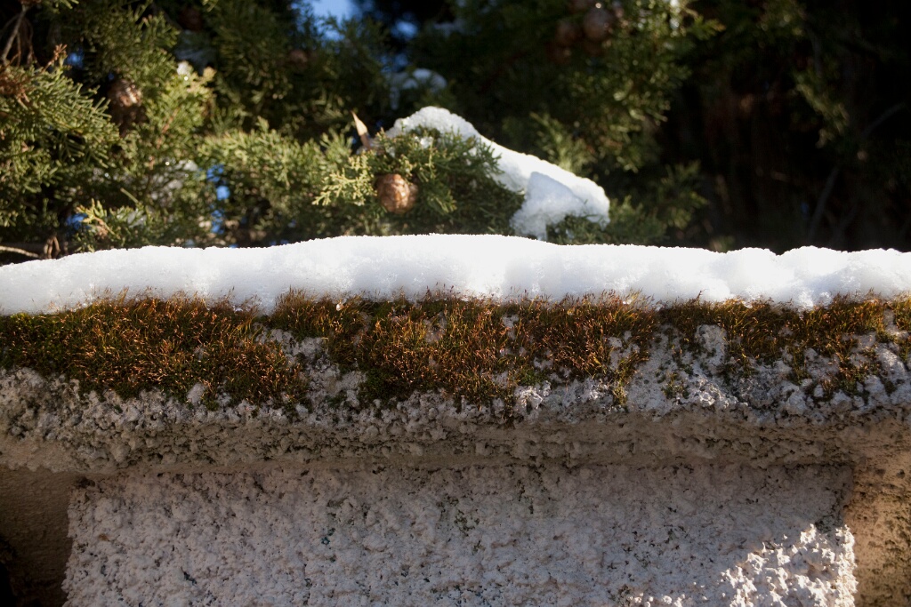 2009-01-neige-OK (5)