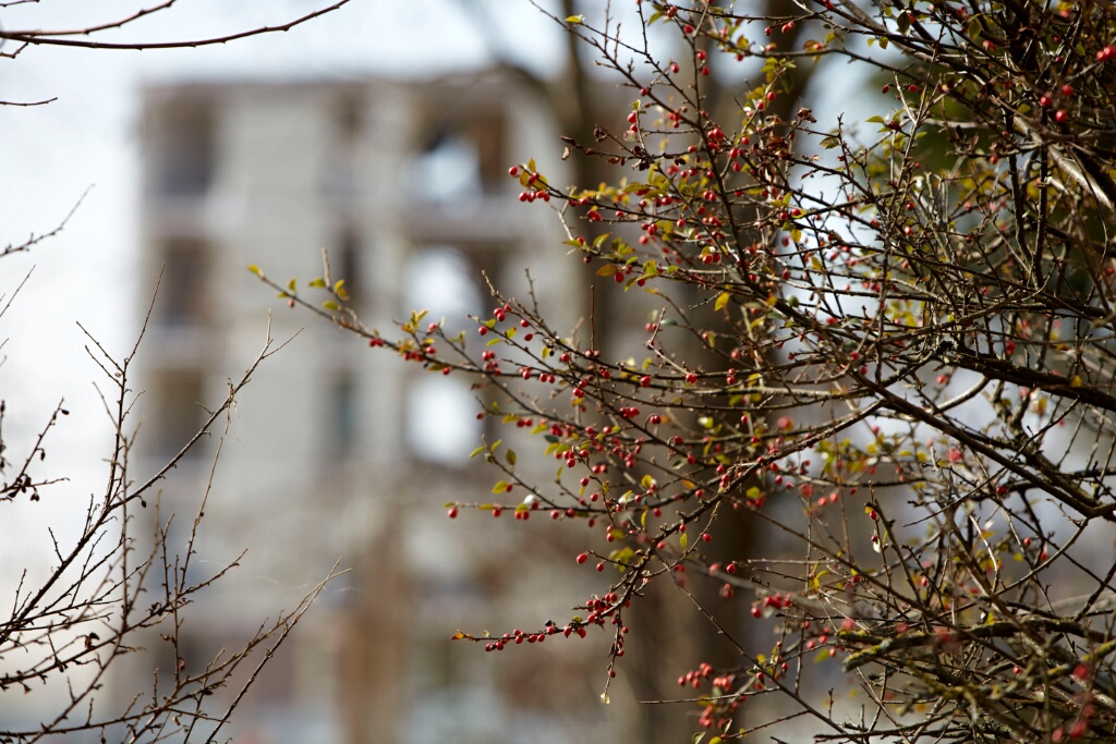 2010-03-croixpetit-OK (9)