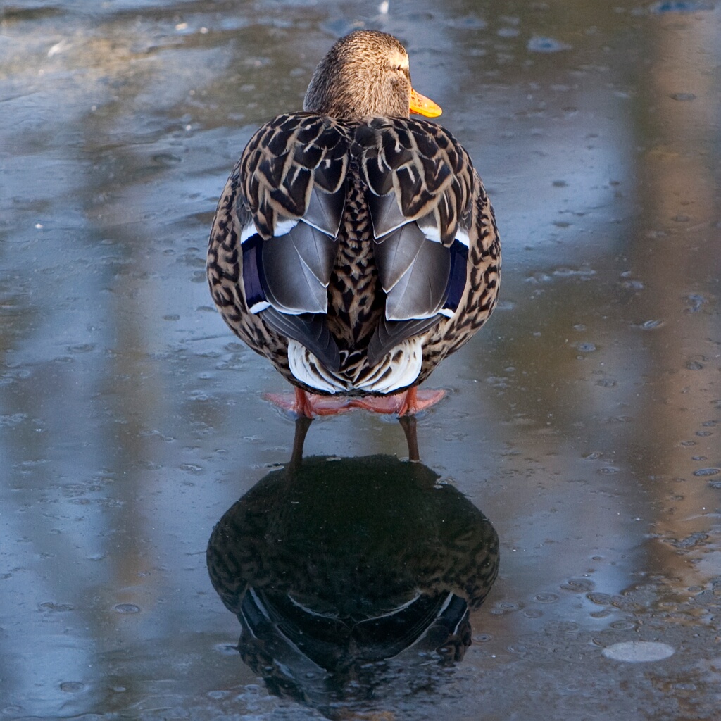 2009-01-neige-OK (10)