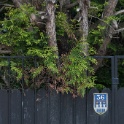2011-05-03-110912-pissaro36-OK