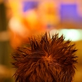 IMG_9697ok